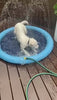 Load and play video in Gallery viewer, Pet Sprinkler Play Mat