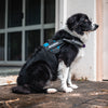 Load image into Gallery viewer, Personalised Dog Harness