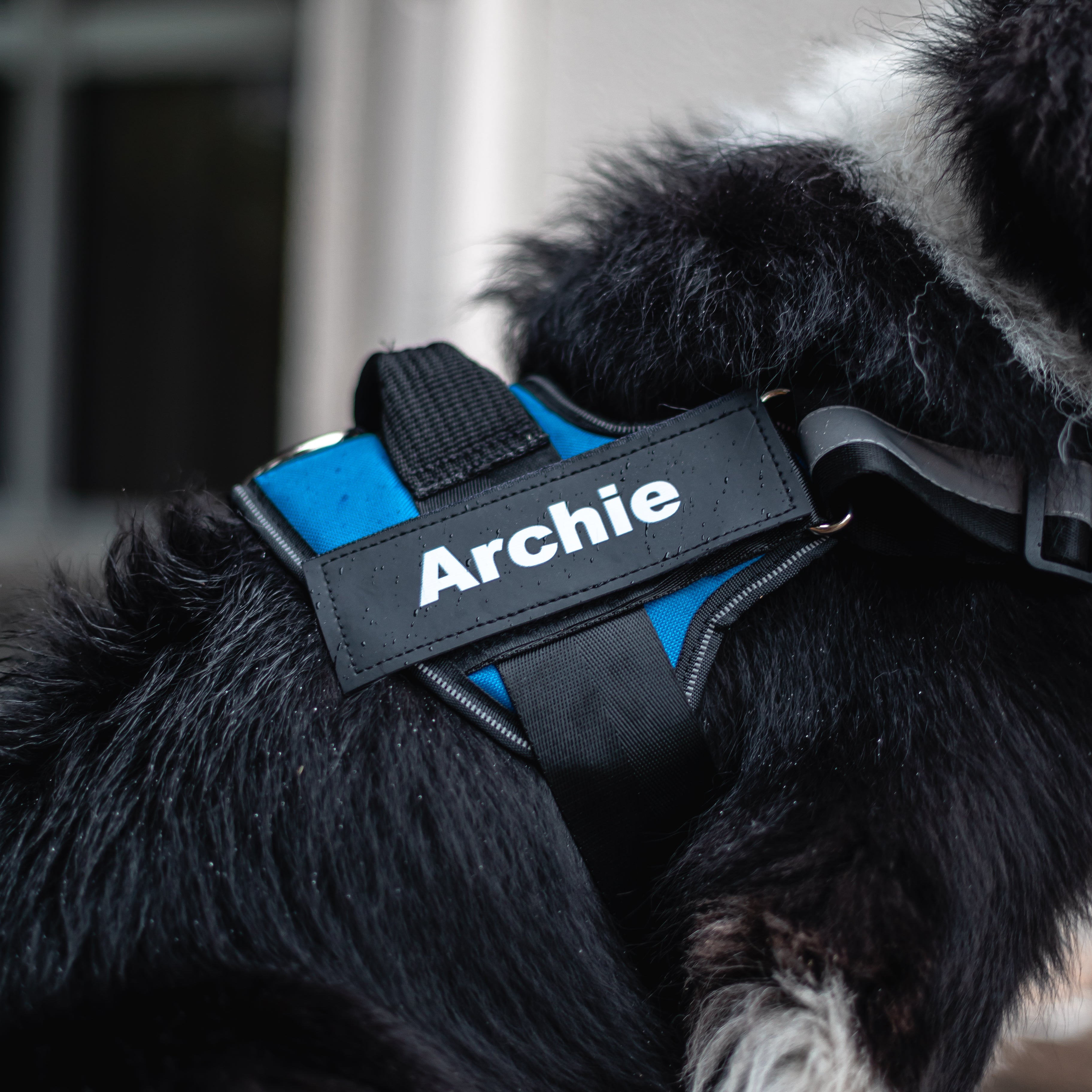 Personalised Dog Harness